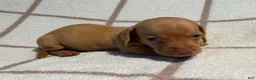 Miniature Dachshund dogs for sale: AKC Willie Delivery available  - Ad 4