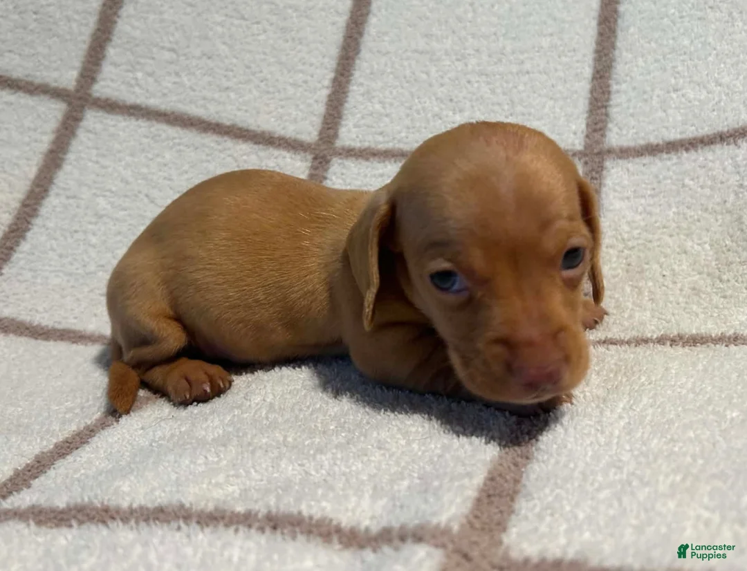 Miniature Dachshund dogs for sale: AKC Willie Delivery available  - Ad 4