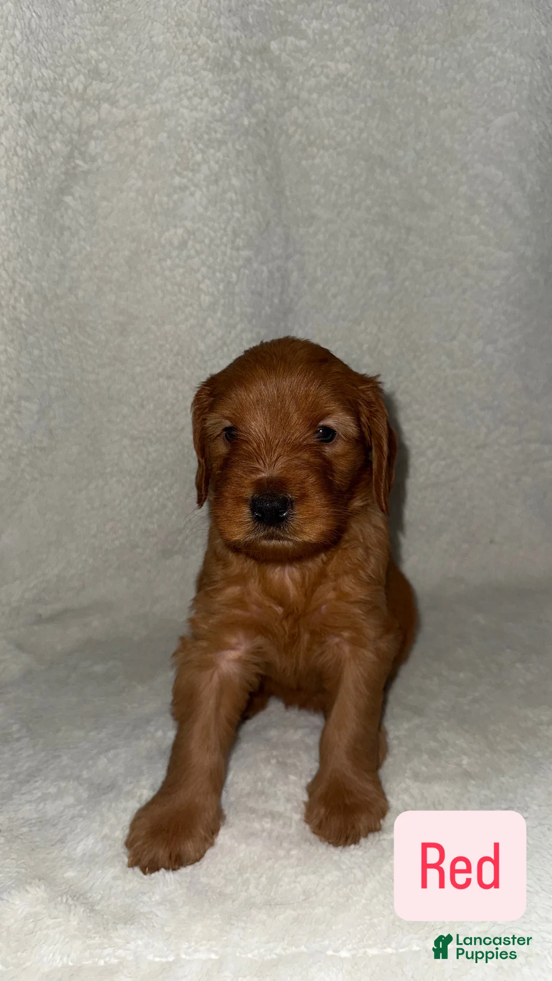 Goldendoodle dogs for sale: Dior - red - Ad 1