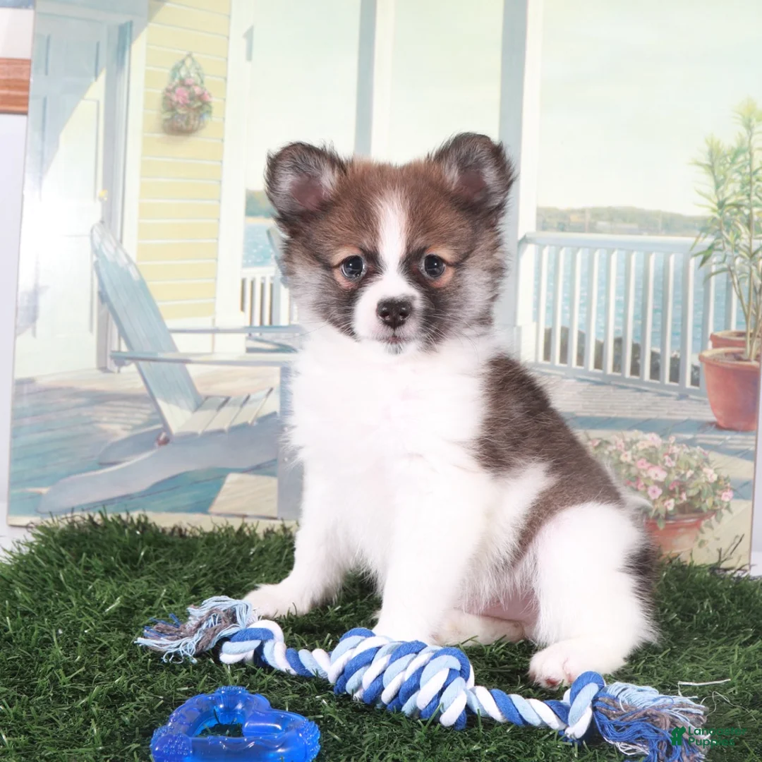 Pomeranian dogs for sale: Tubbs-Tough Little Pomeranian Puppy - Ad 4