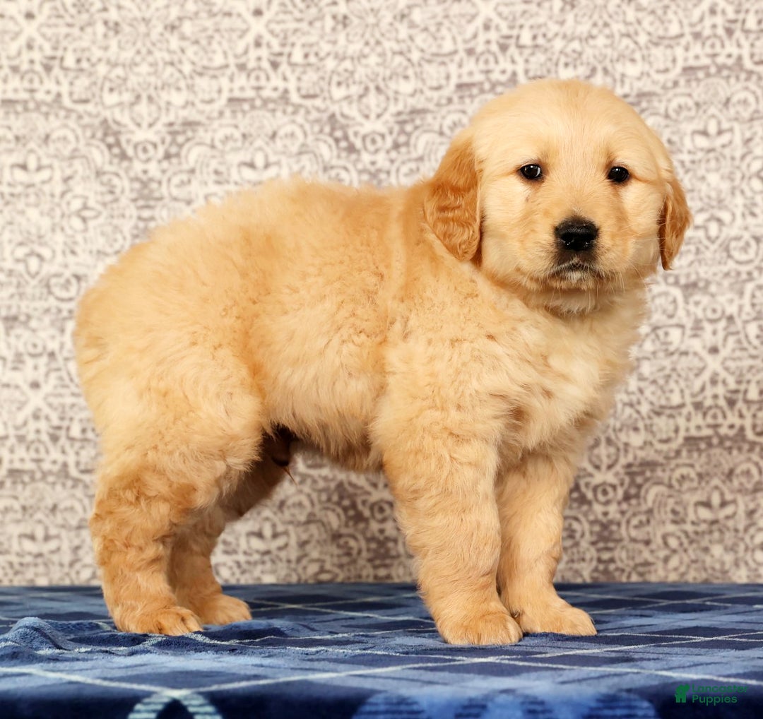 Golden Retriever dogs for sale: Banjo - Ad 4