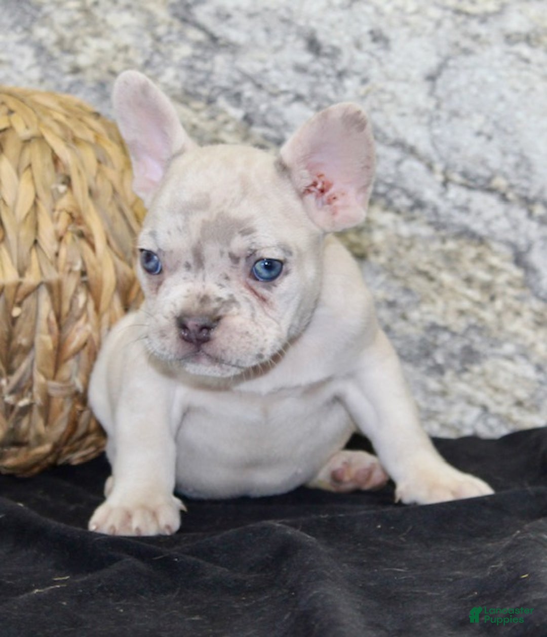 French Bulldog dogs for sale: Marla - Ad 3