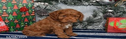 Cockapoo dogs for sale: Alice - Ad 4