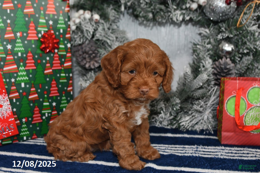 Cockapoo dogs for sale: Alice - Ad 4