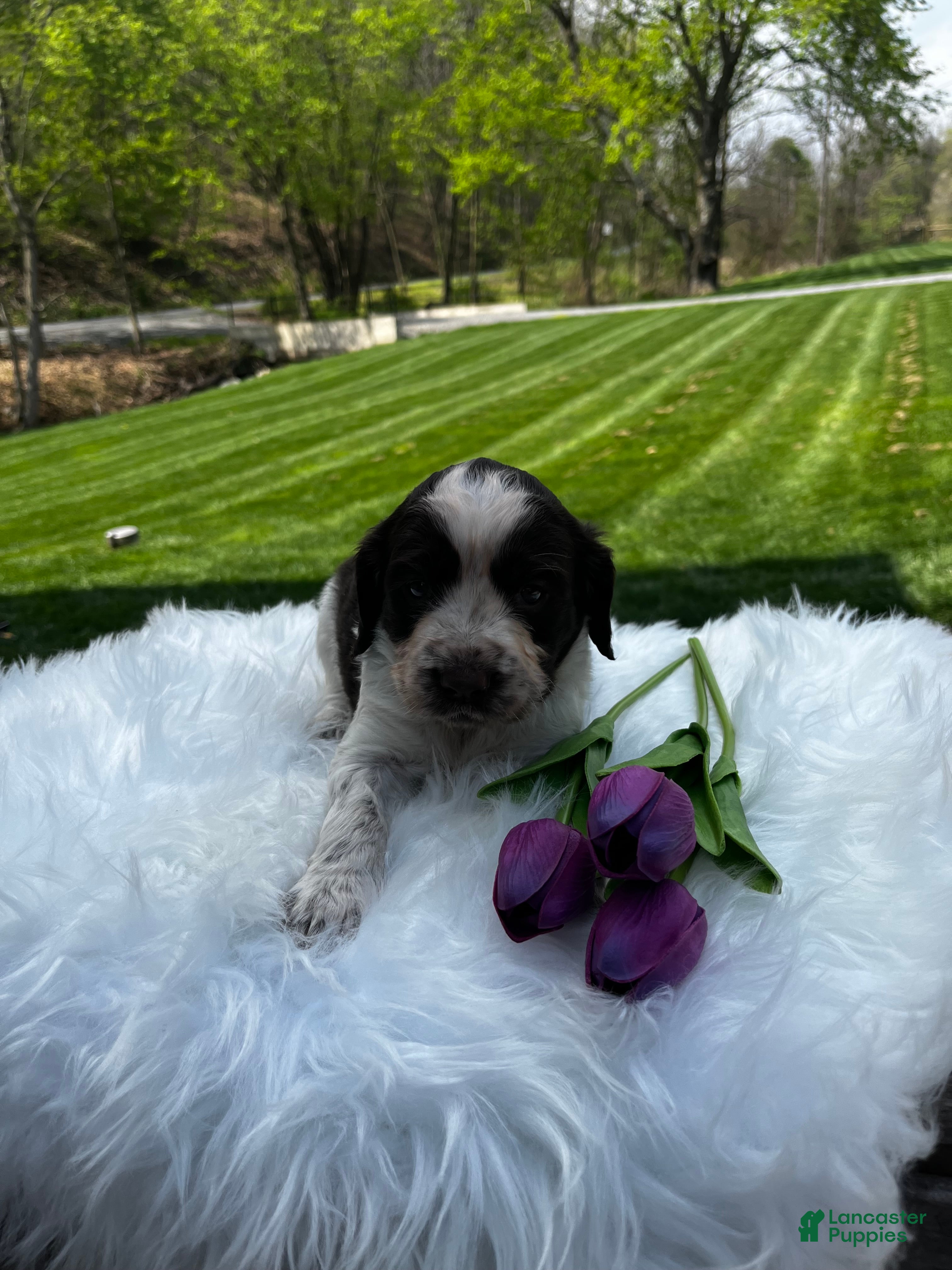 English Springer Spaniel dogs Piper - Ad 1