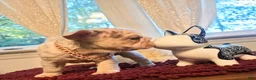 French Bulldog dogs for sale: French Bulldog 3-Greta - Ad 2