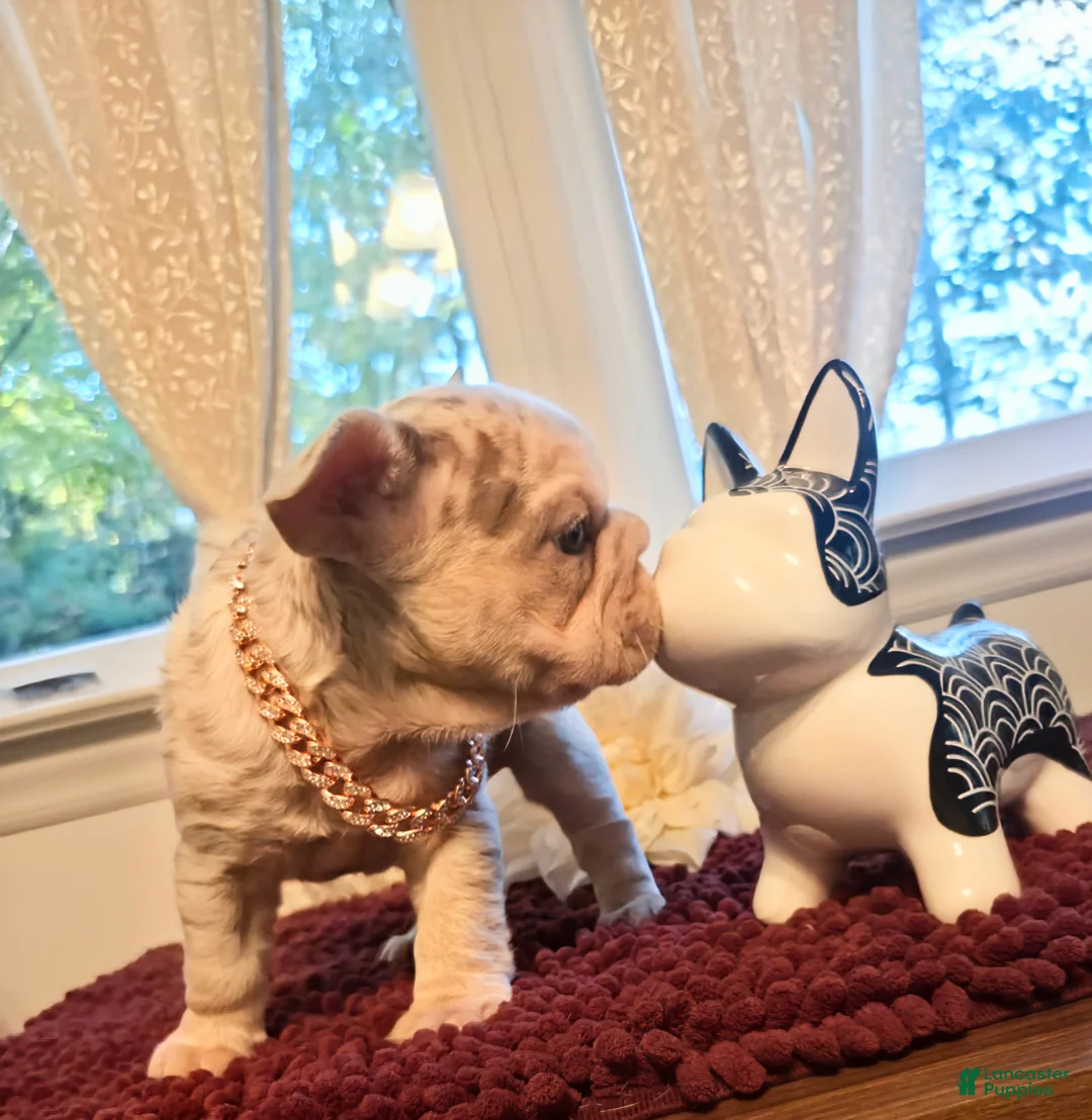 French Bulldog dogs for sale: French Bulldog 3-Greta - Ad 2