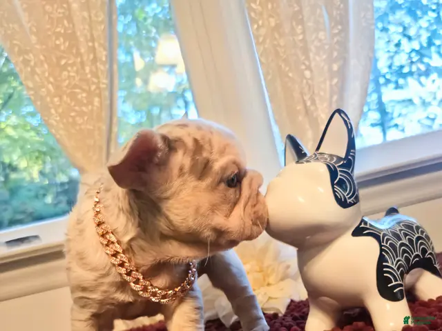 French Bulldog dogs for sale: French Bulldog 3-Greta - Ad 2