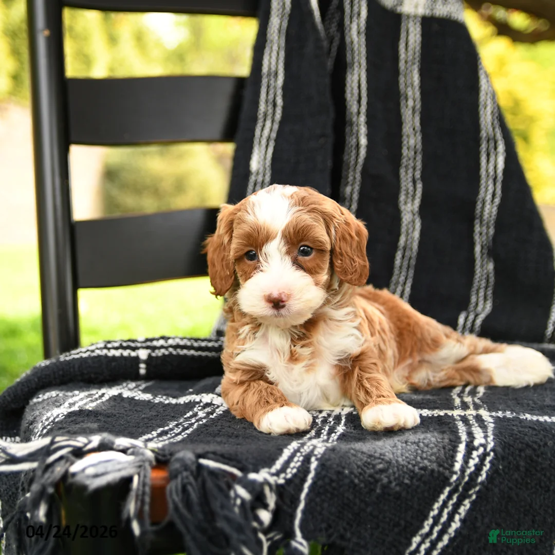 Cavapoo dogs for sale: Hunter - Ad 2