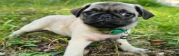 Pug dogs for sale: Luke - Ad 3