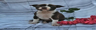 Susie Red and White