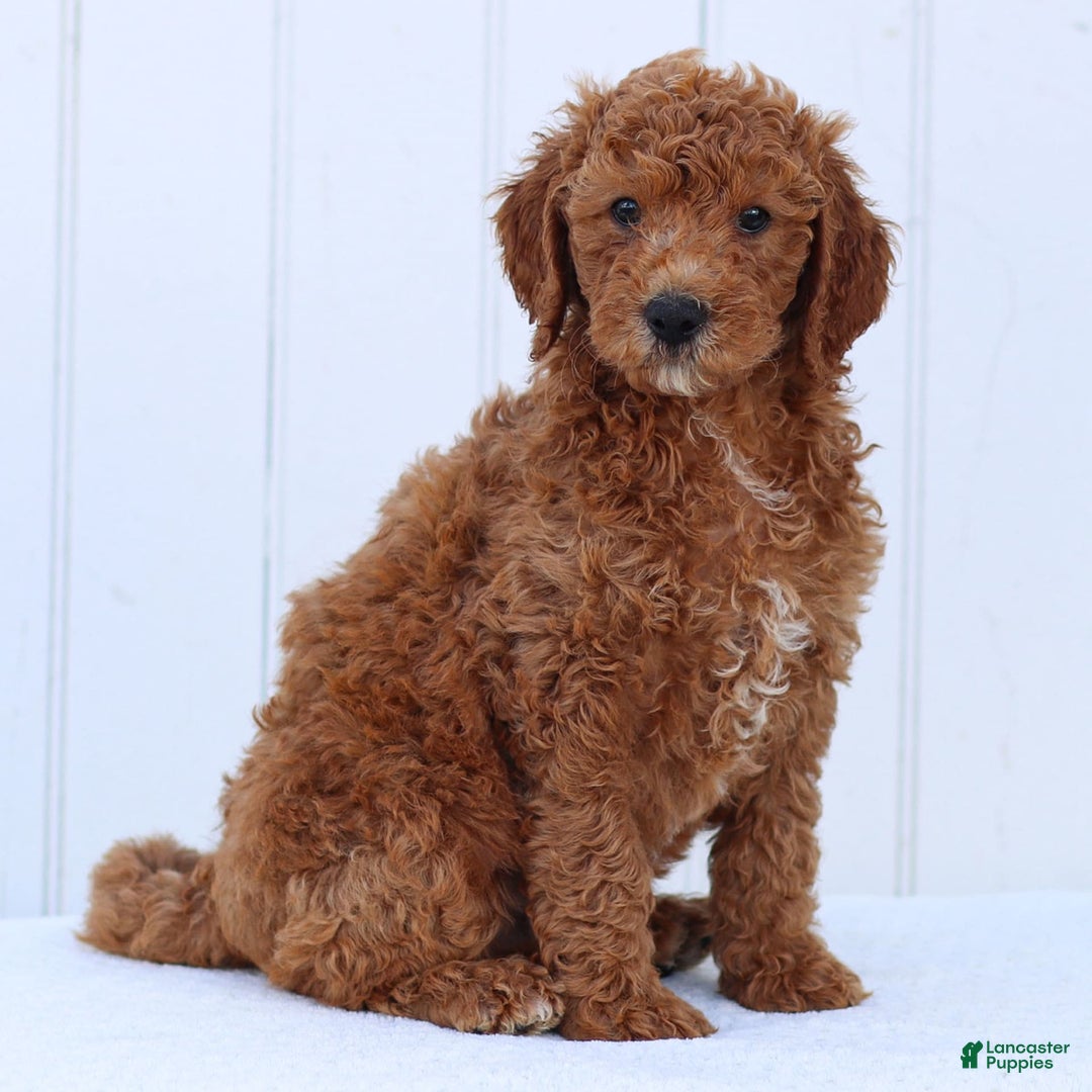 Standard Poodle dogs for sale: Ronnie - Ad 14