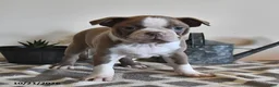 Boston Terrier dogs for sale: Cody  - Ad 4