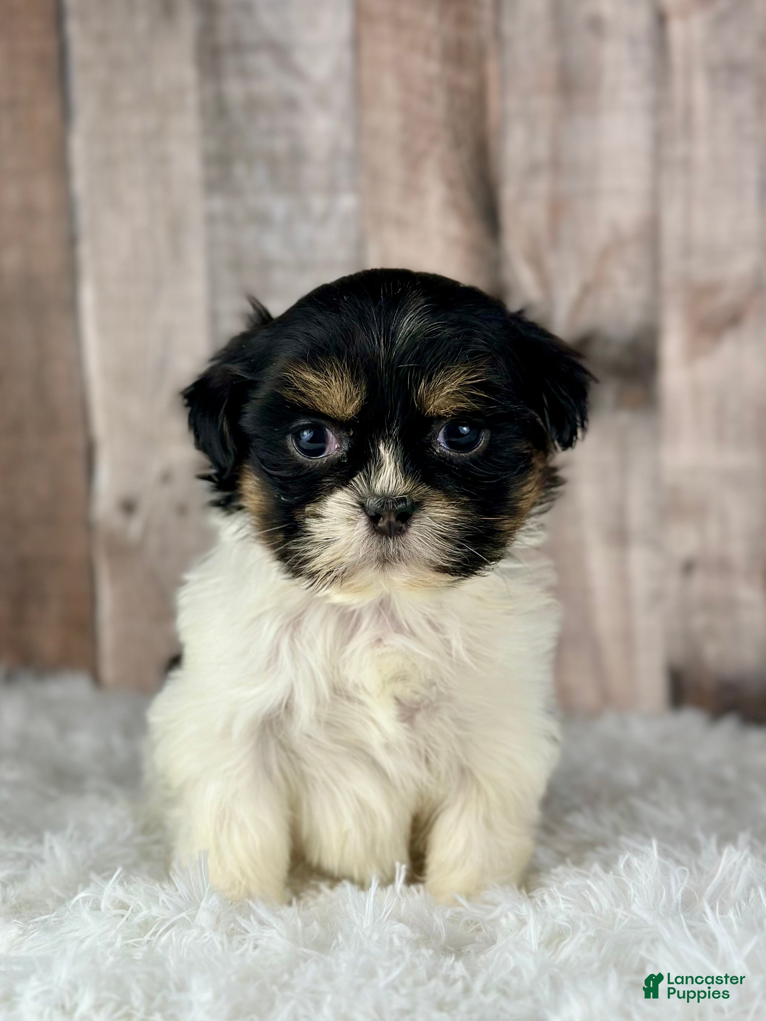Shih Tzu dogs Girl Kylie - 8936 - Ad 9