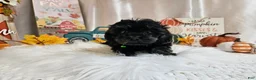 Yorkiepoo dogs for sale: Andy Lynn - Ad 3