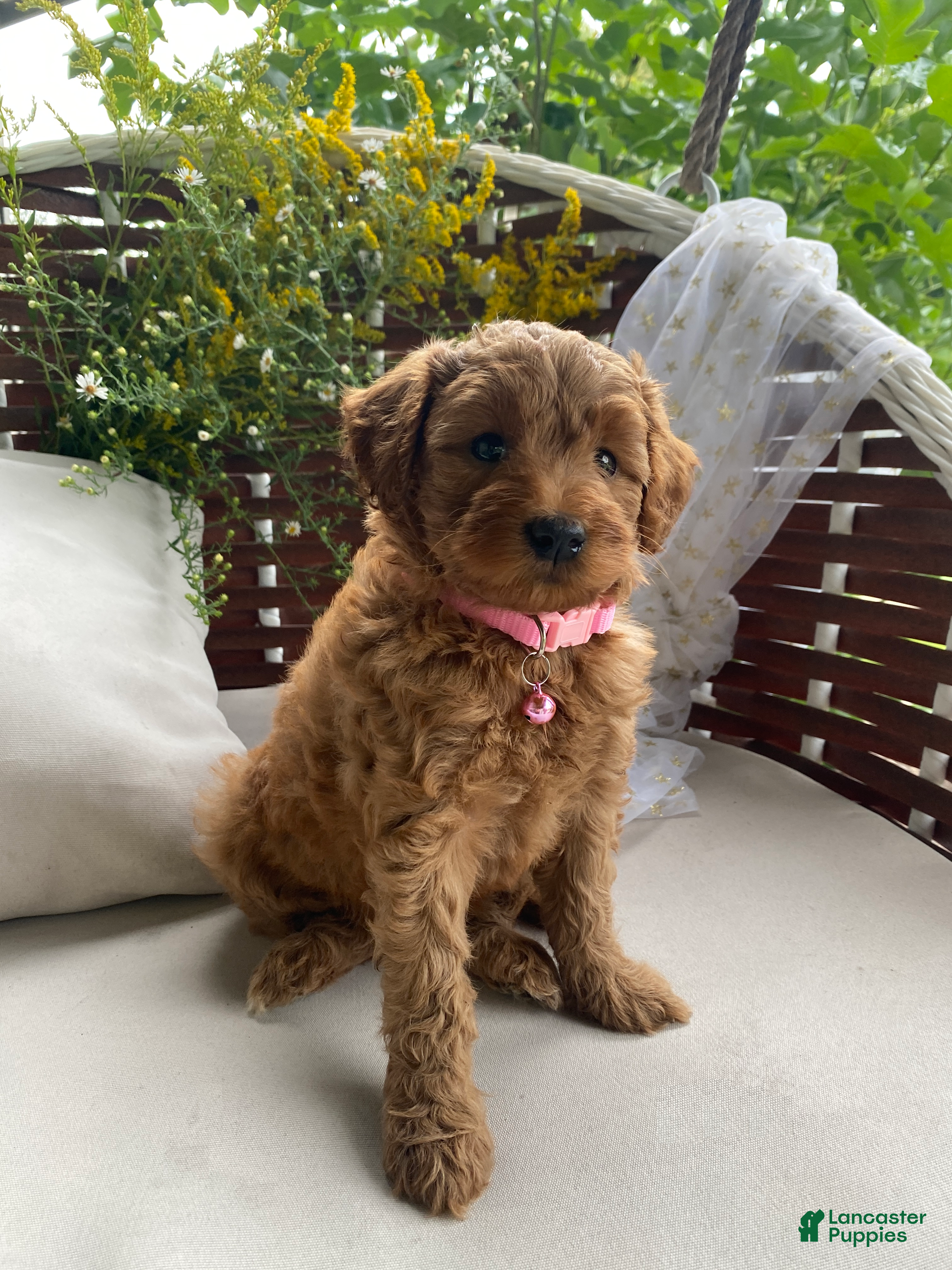 Miniature Labradoodle dogs Rose - Ad 1