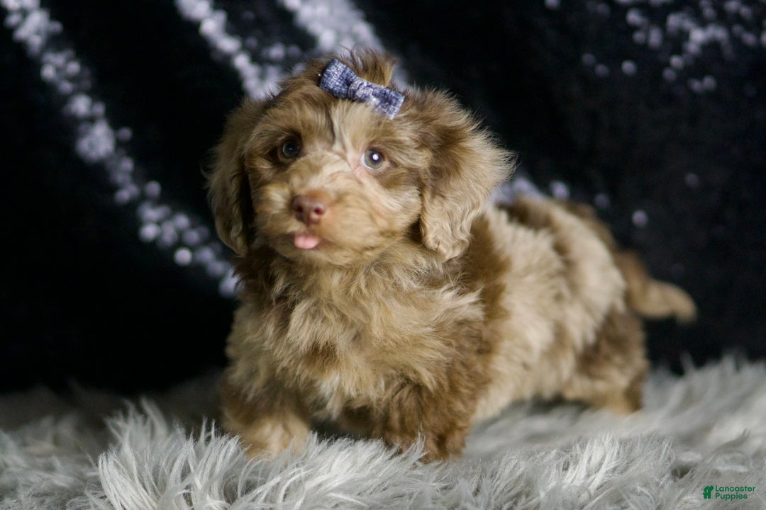 Yorkiepoo dogs for sale: Willy Wonka - Ad 4