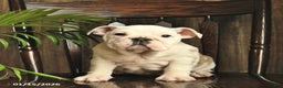 English Bulldog dogs for sale: Blossom - Ad 1