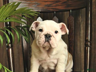 English Bulldog dogs Blossom - Ad 10