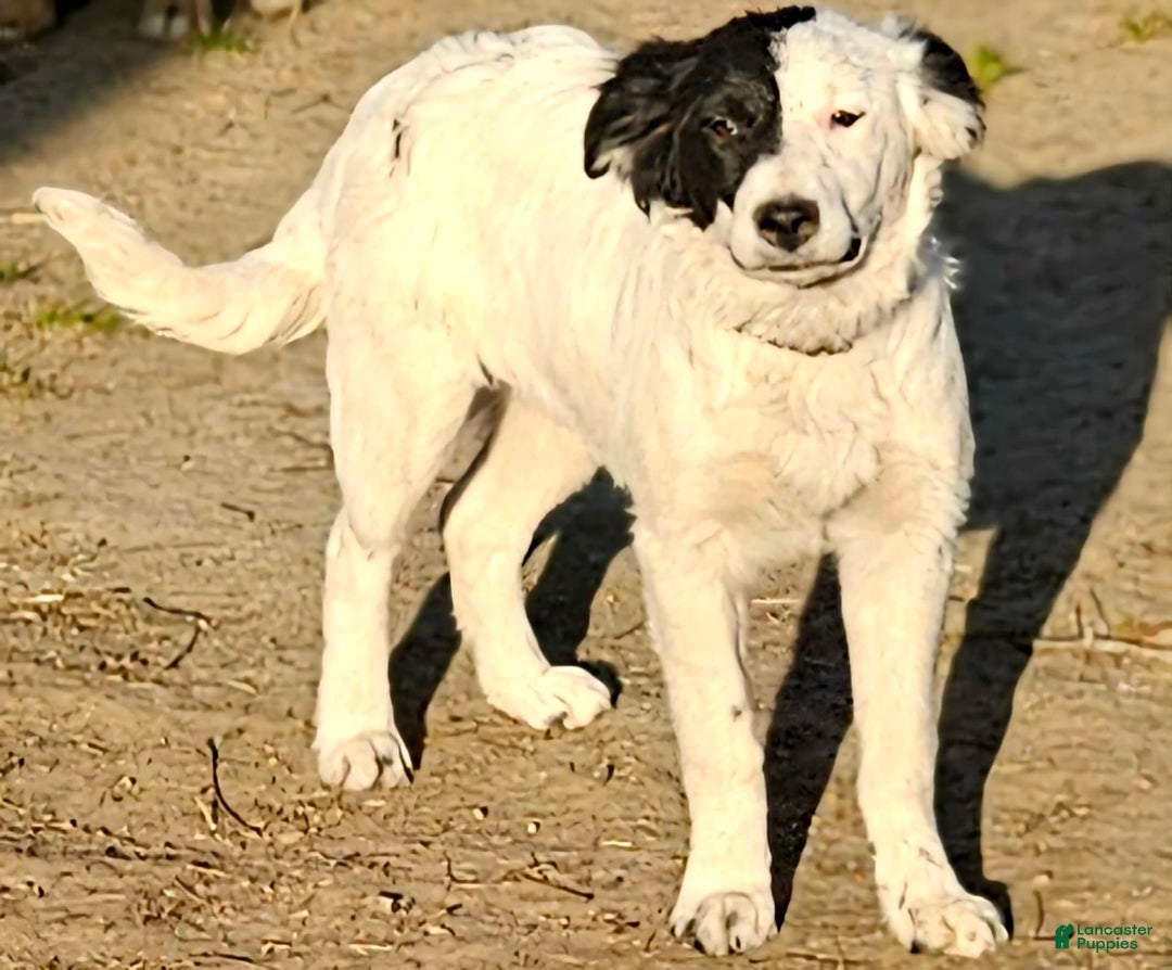 Border Collie dogs for sale: Divvy - Ad 4