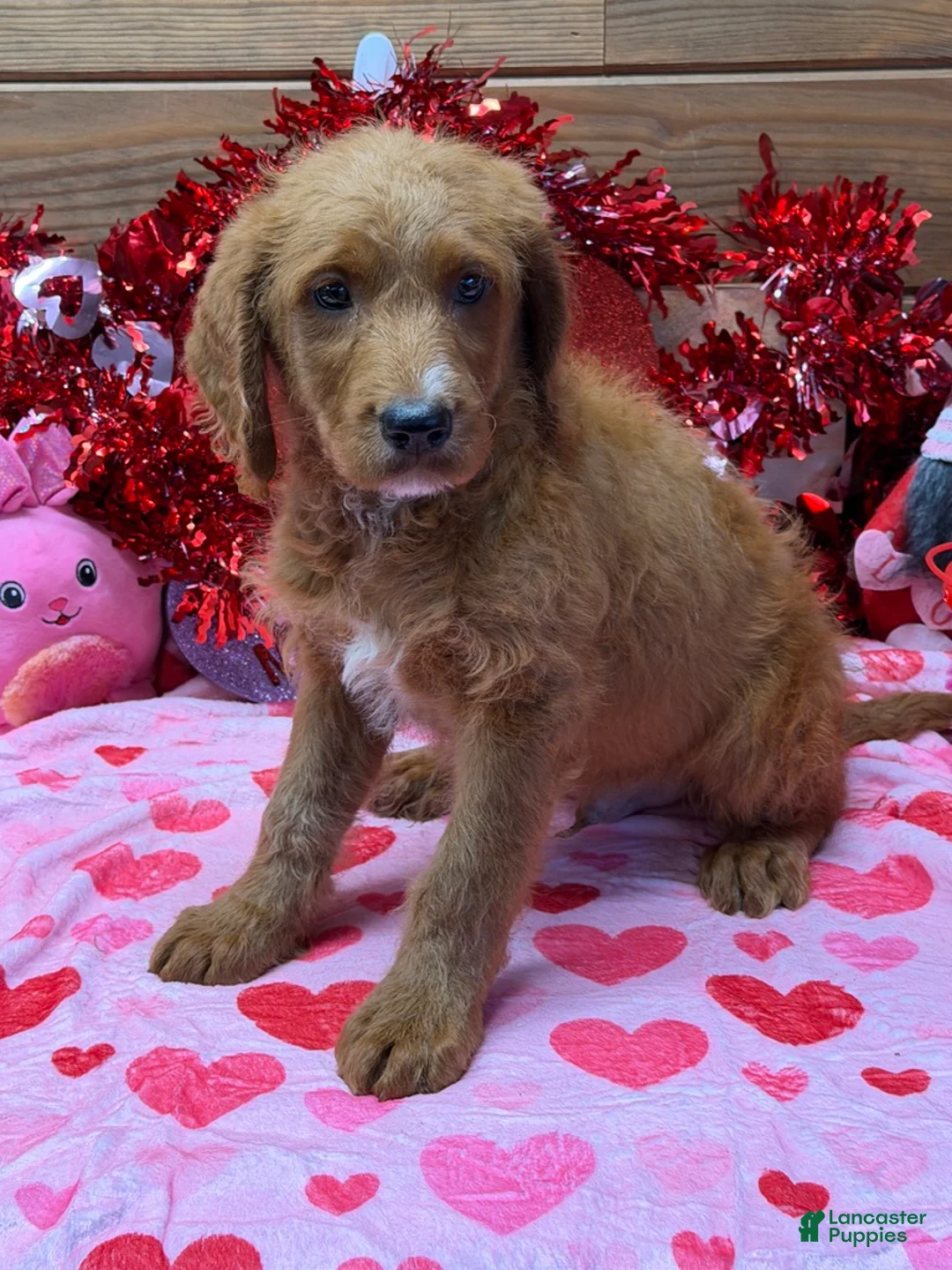 Labradoodle dogs for sale: Kenny - Ad 4