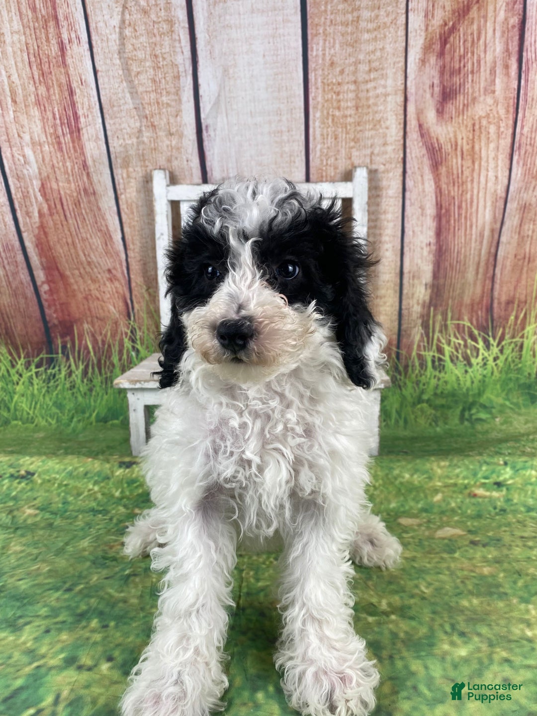 Miniature Poodle dogs for sale: Fred - Ad 12
