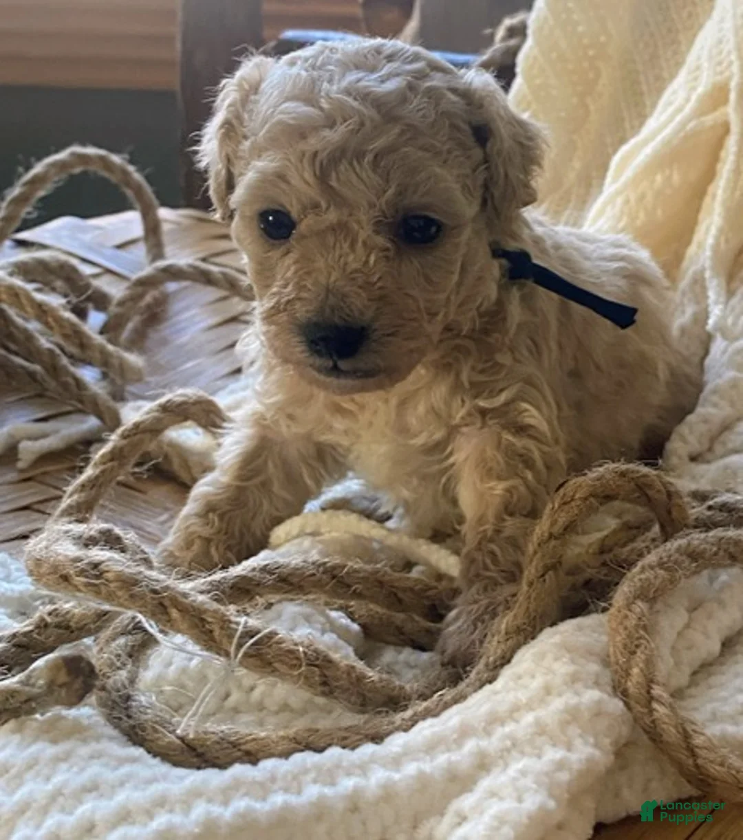 Toy Poodle dogs for sale: SWEET CAMERON  - Ad 18