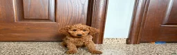 Cockapoo dogs for sale: Cockapoo female 2 - Ad 7