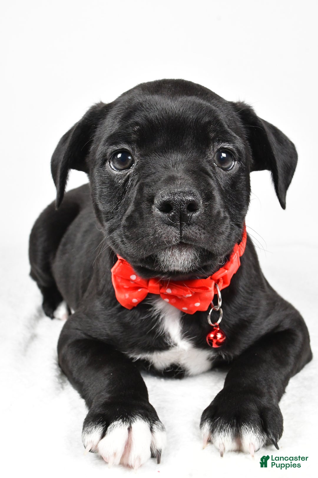 Mixed Breed dogs for sale: Dexter - Ad 4