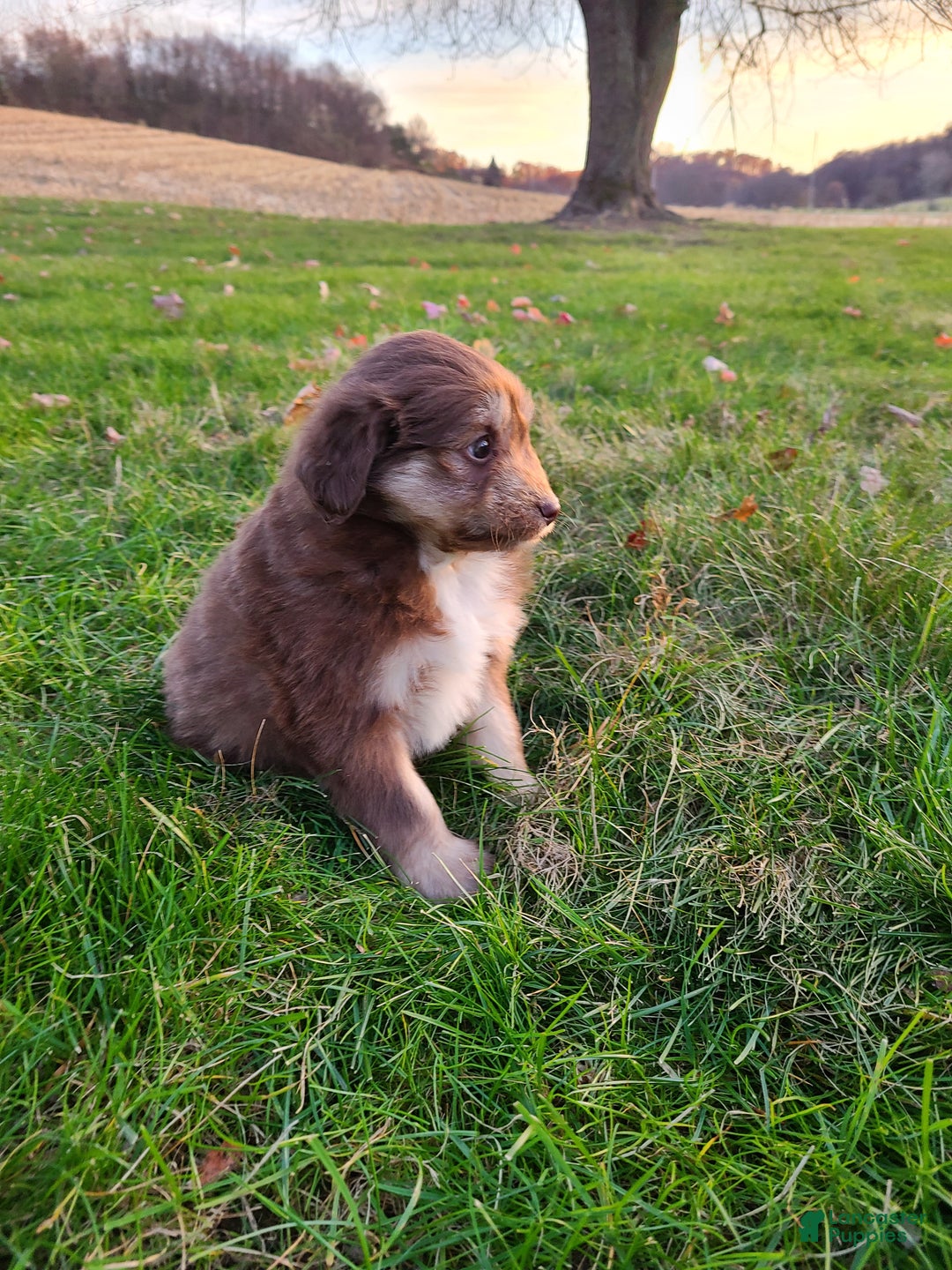 Aussiedoodle dogs for sale: Blake - Ad 11