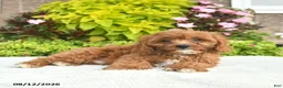 Cavapoo dogs for sale: Indigo  - Ad 5