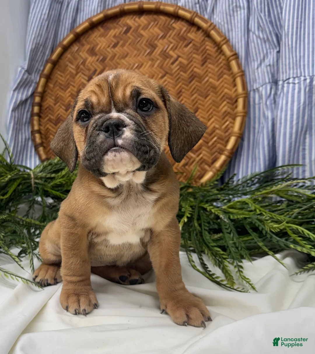 English Bulldog dogs for sale: Sarah - Ad 3