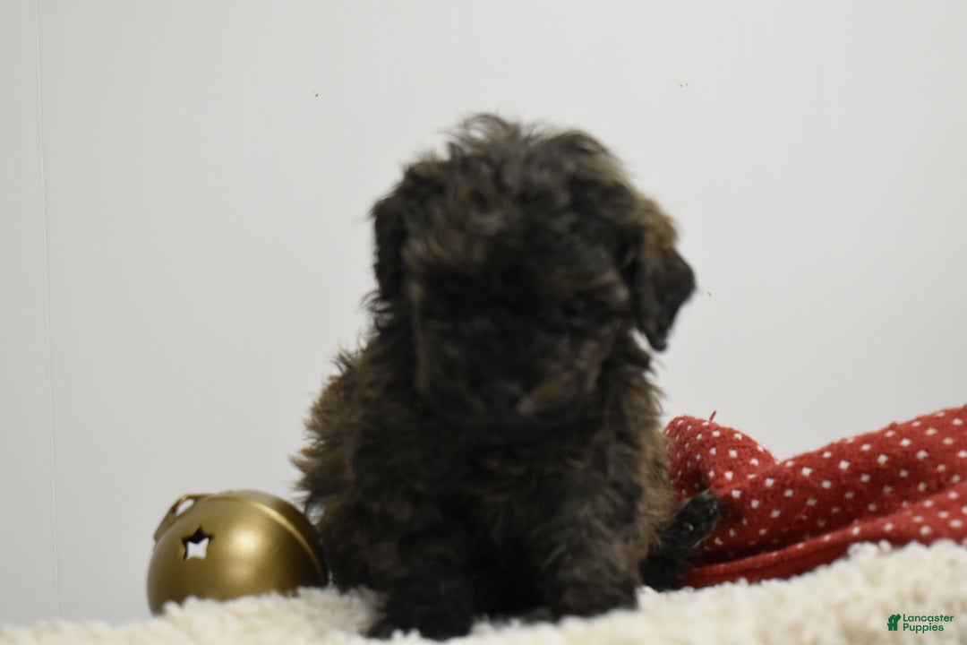 Toy Poodle dogs for sale: Brockton - Ad 8