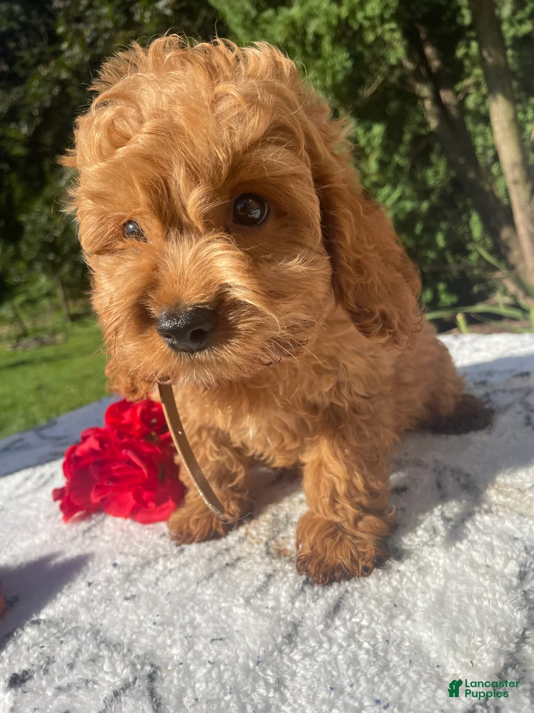 Cockapoo dogs for sale: Hudson - Ad 4