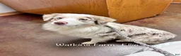 Australian Shepherd dogs for sale: Lemon - Ad 5