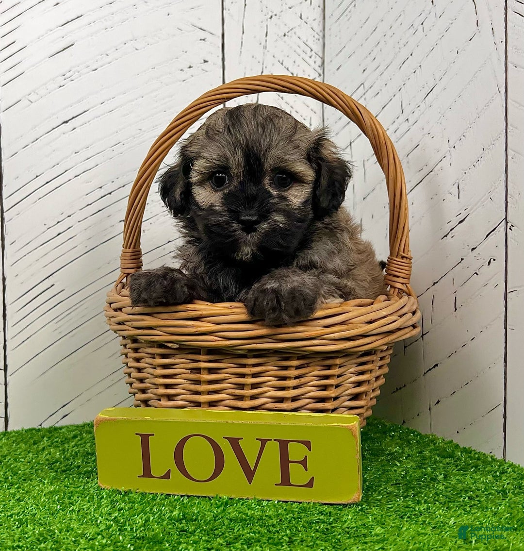 Havanese dogs for sale: Chip - Ad 3
