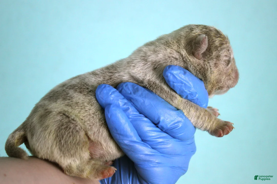 American Bully dogs for sale: Blue Tri Merle Female - Ad 10