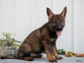 German Shepherd dogs - Ad 18