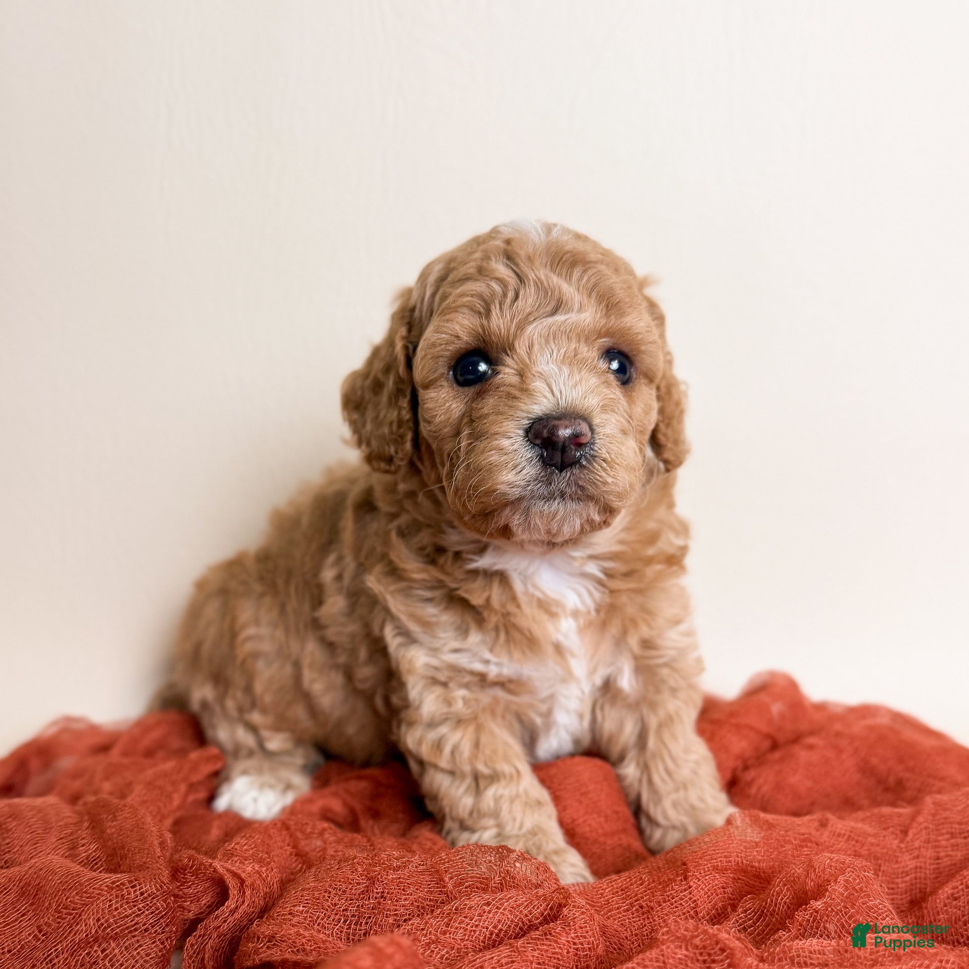 Miniature Poodle dogs Miniature Poodle 4 - Ad 1