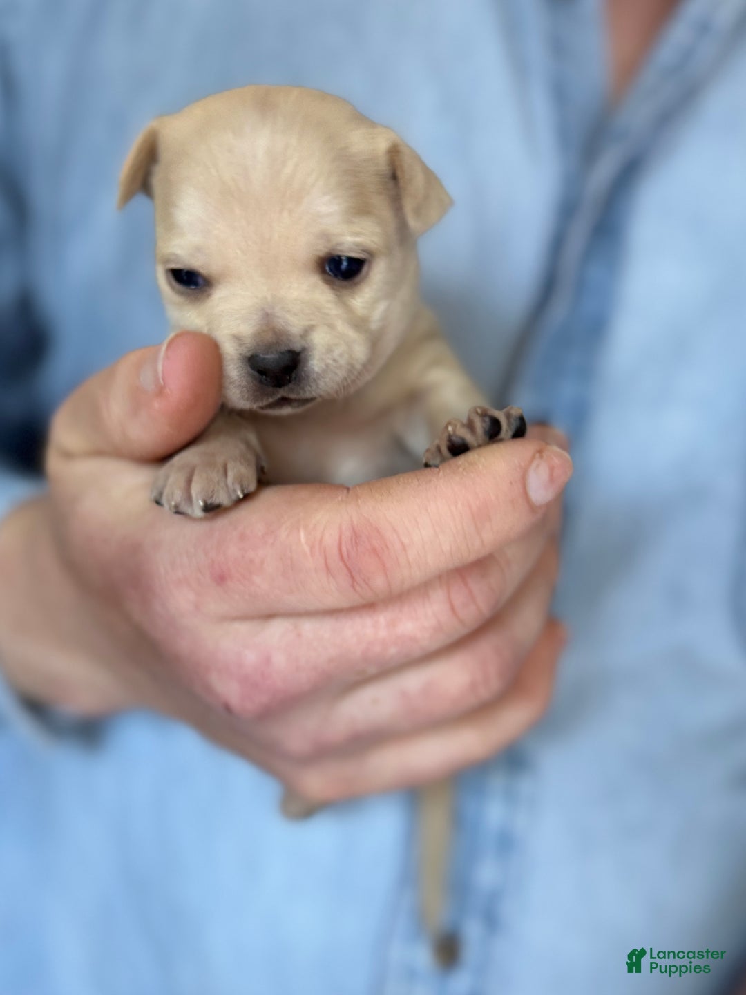 Chihuahua dogs for sale: Christmas  - Ad 11