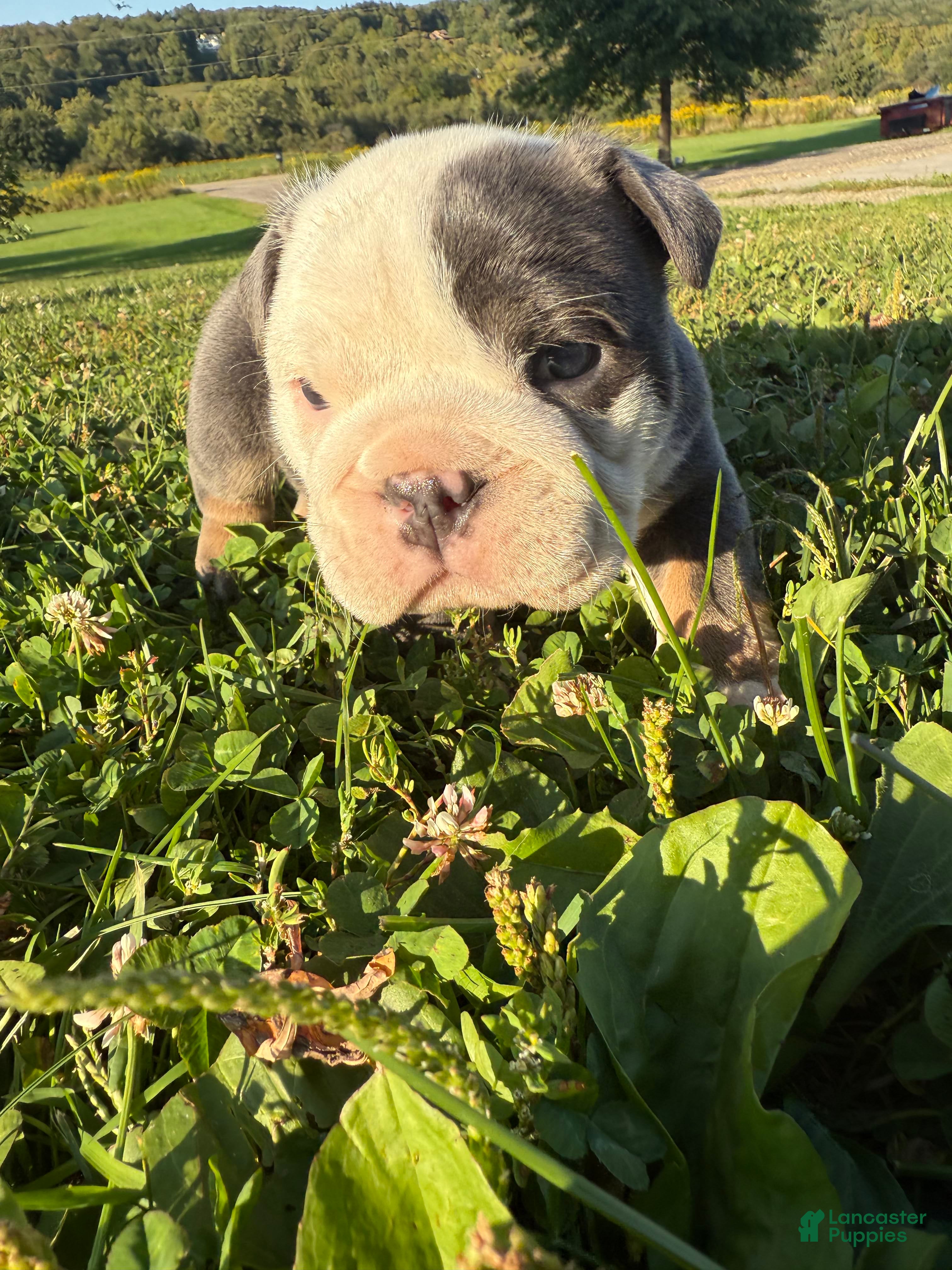 English Bulldog dogs Eloise - Ad 41