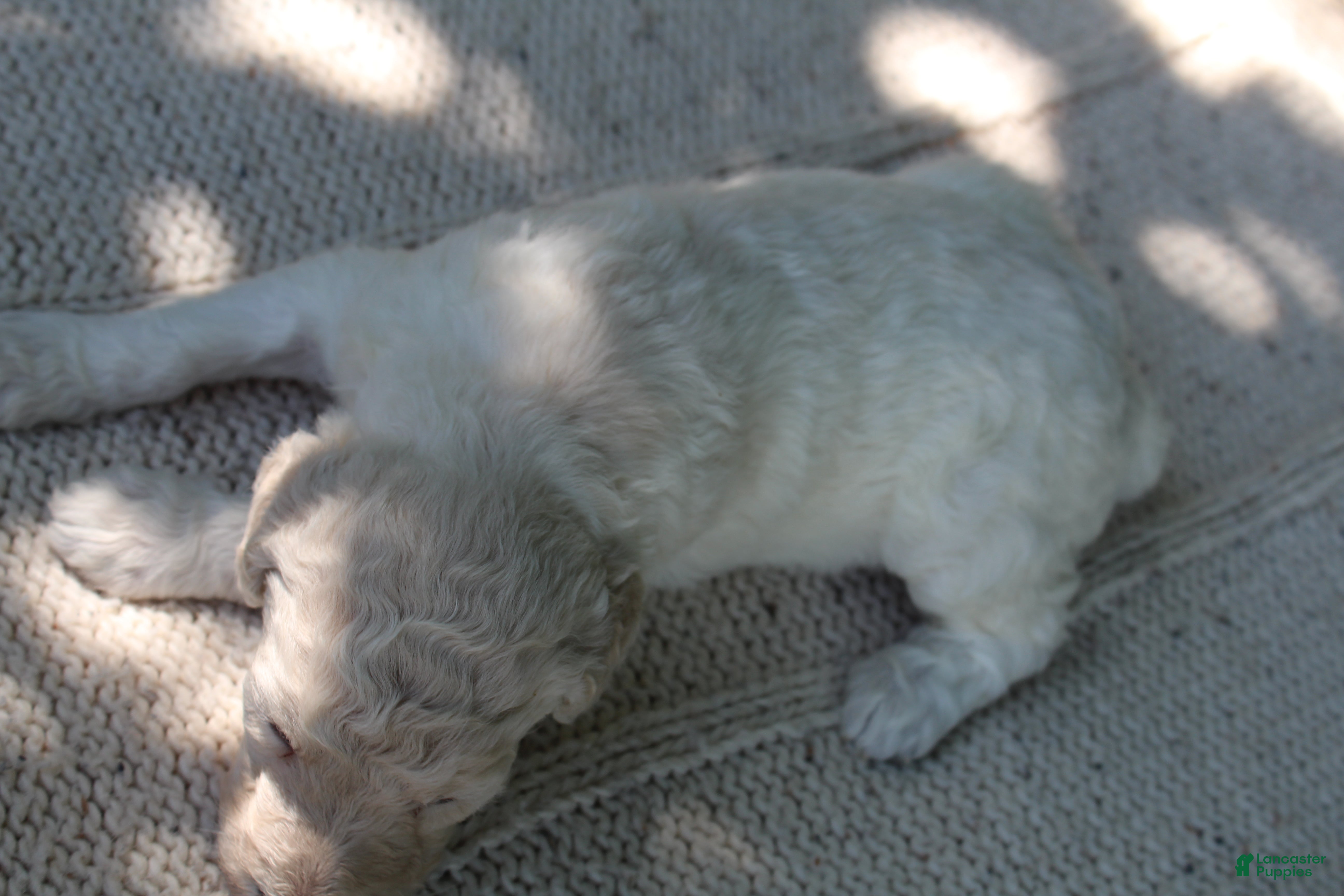 Standard Poodle dogs for sale: River AKC Standard Poodle  - Ad 6
