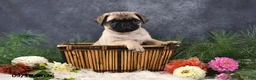 Pug dogs for sale: Ned - Ad 3