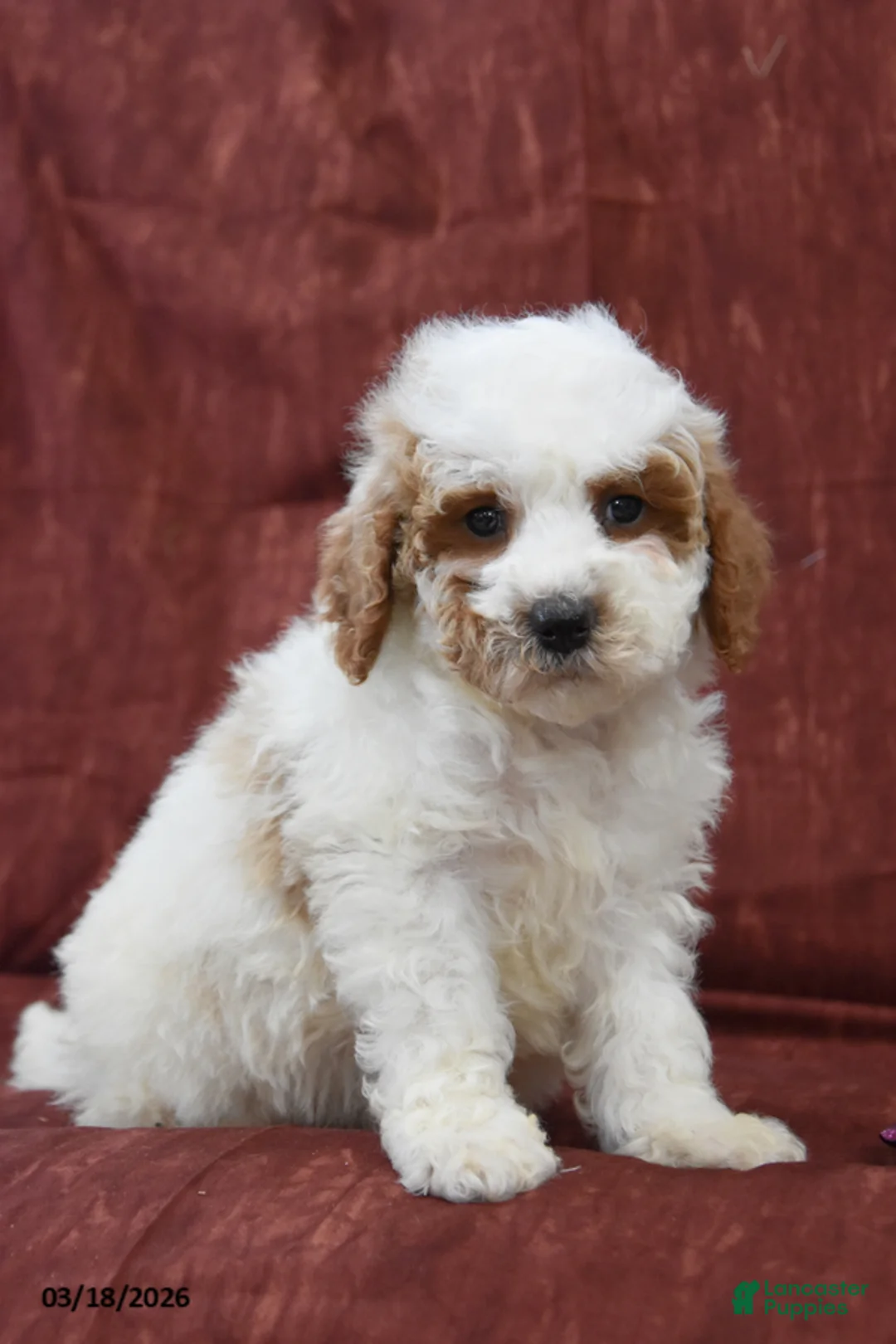 Cavapoo dogs for sale: Snickers - Ad 1