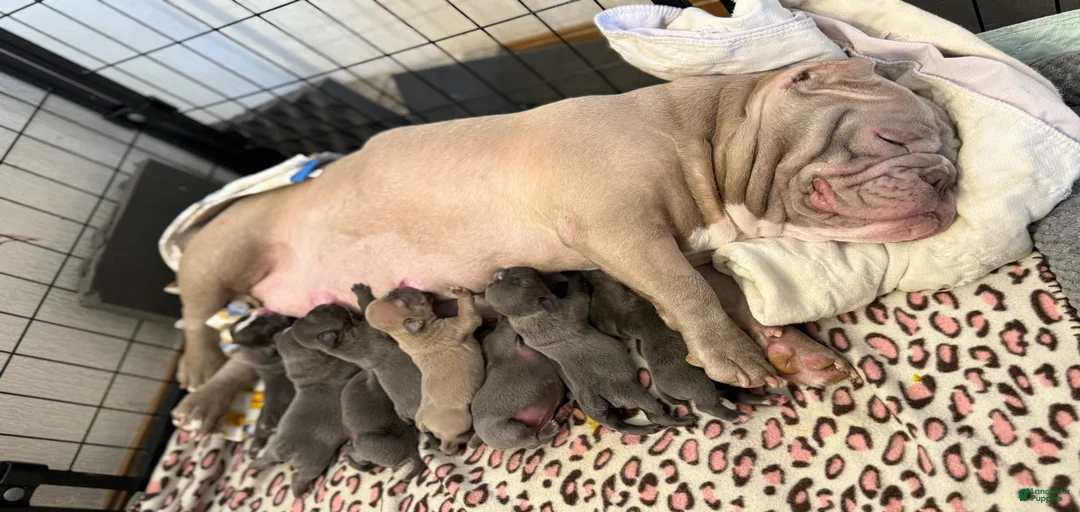 Gallery Image {{count}}