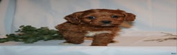 Cavapoo dogs for sale: Sally - Ad 8