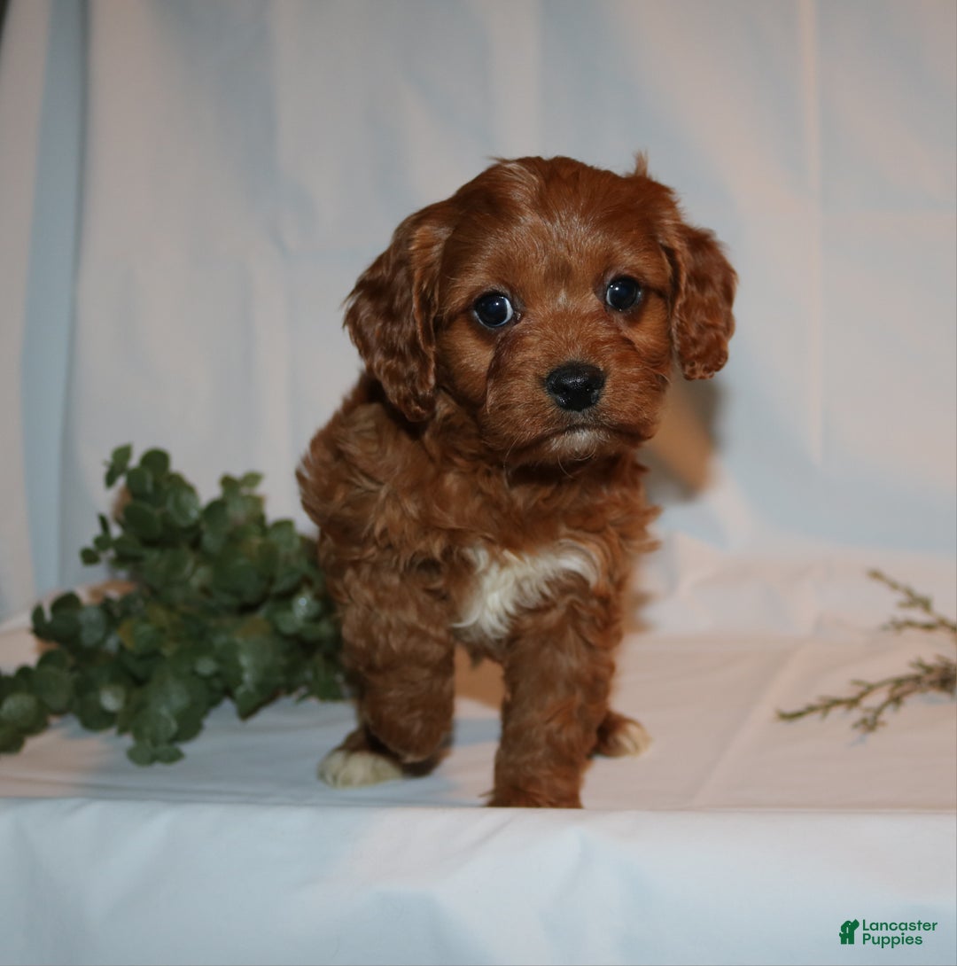 Cavapoo dogs for sale: Sally - Ad 8