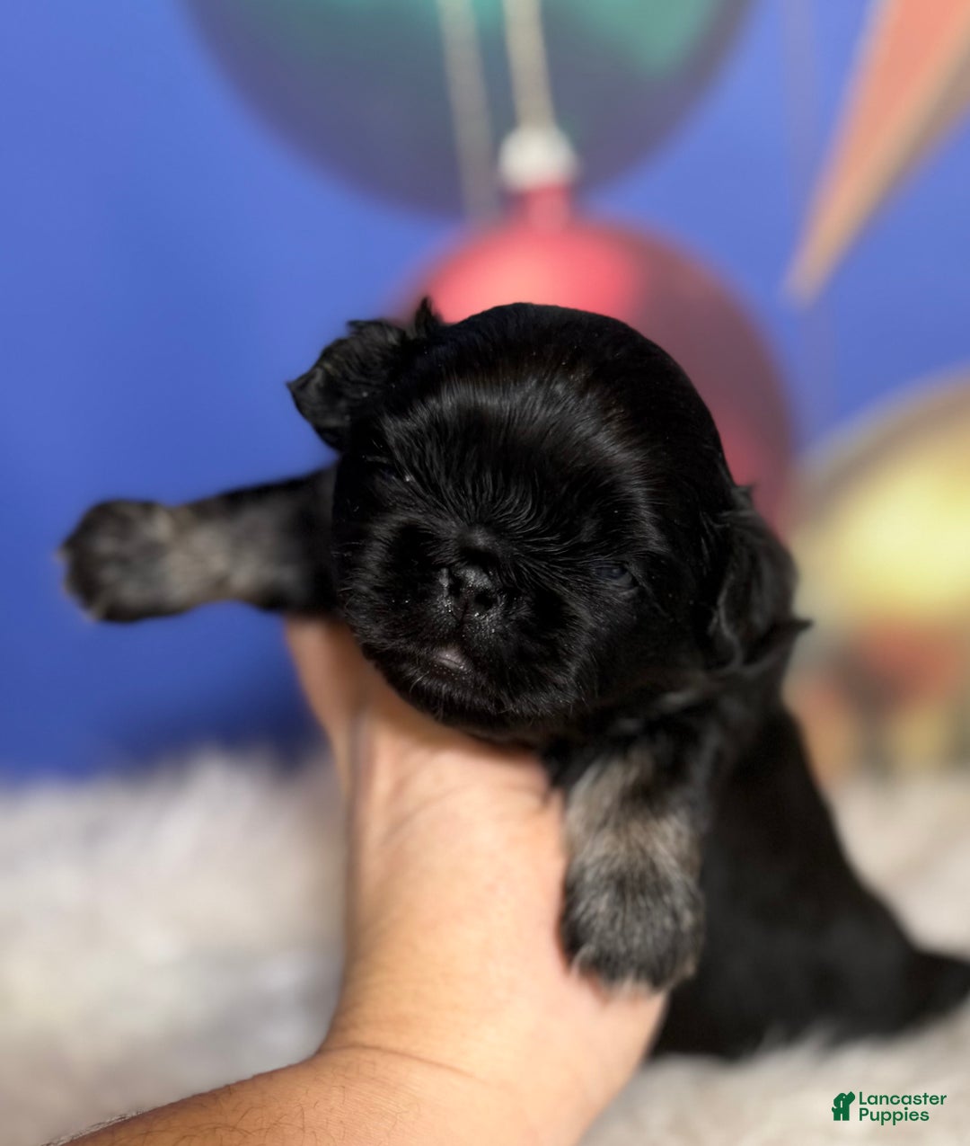 Pekingese dogs for sale: ACA Dobby BLACK and tan - Ad 1