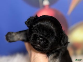 Pekingese dogs ACA Dobby BLACK and tan - Ad 6