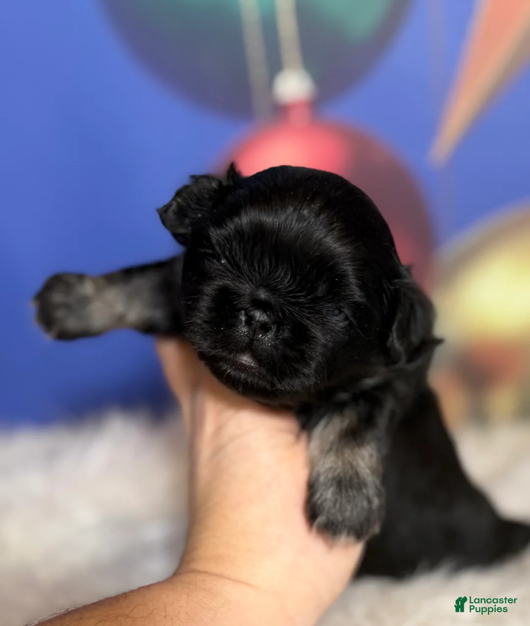 Pekingese dogs for sale: ACA Dobby BLACK and tan - Ad 2